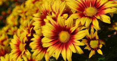 Экскурсии из Орджоникидзе по Крыму 2025 Экскурсии из Орджоникидзе по Крыму 2025