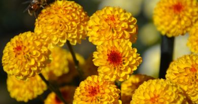 Остановка на маршруте — Никитский ботанический сад
